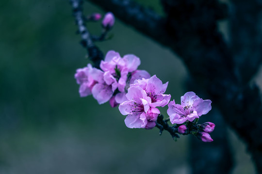 枝头桃花开