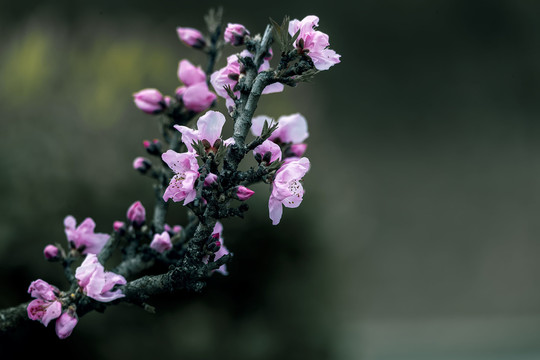 粉色桃花开