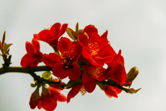 一枝红色的贴梗海棠花