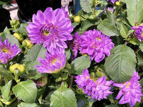 大丽花菊