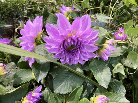 大丽花