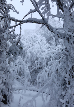 雪景