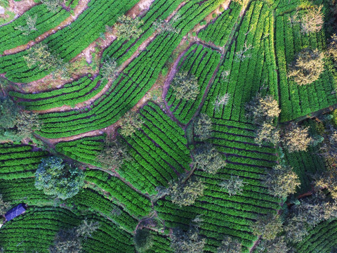 丁香西柏生态茶园