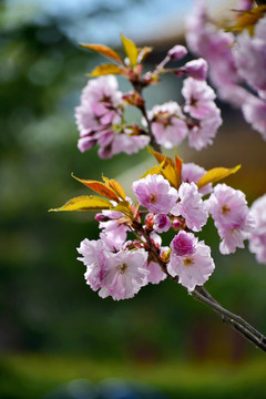 樱花