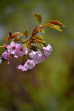 樱花