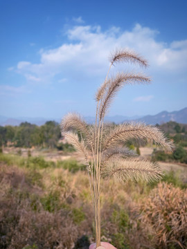 狗尾巴草