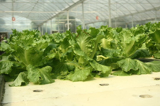 生菜