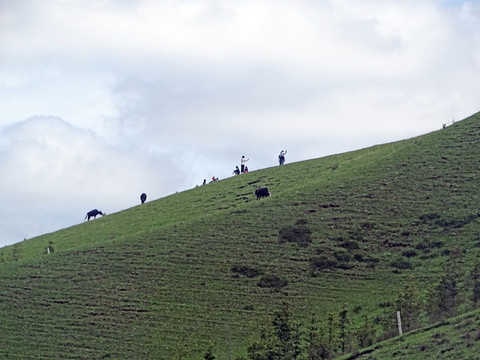 草原风景