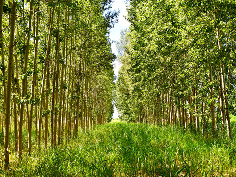杨树林