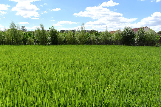 田野