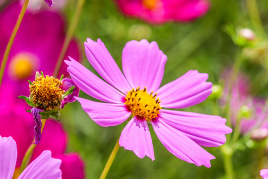 格桑花