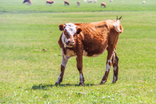 草原牧场的牛