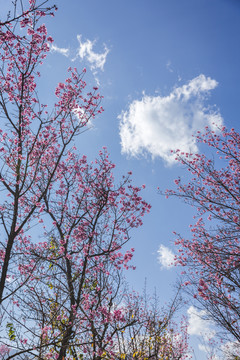 蓝天白云与盛开的逆光冬樱花