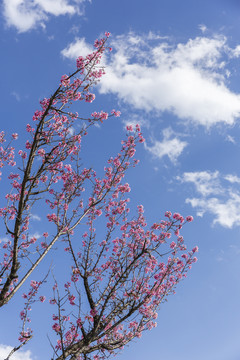 冬季盛开的美丽冬樱花与蓝天白云
