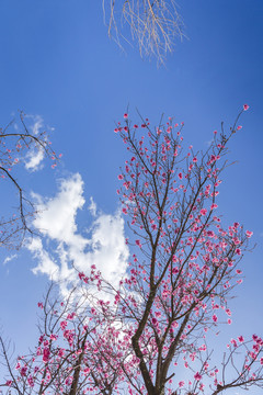 美丽的冬樱花与蓝天白云