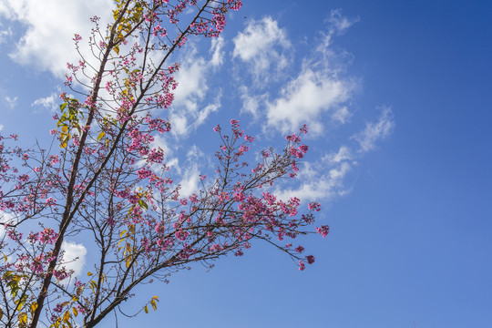 美丽的逆光冬樱花与蓝天白云