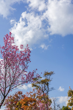美丽的蓝天白云与逆光冬樱花
