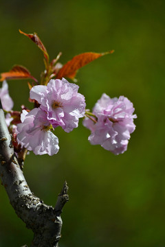 樱花