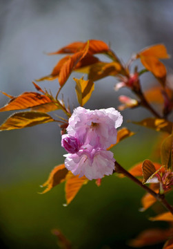 樱花