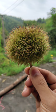 板栗