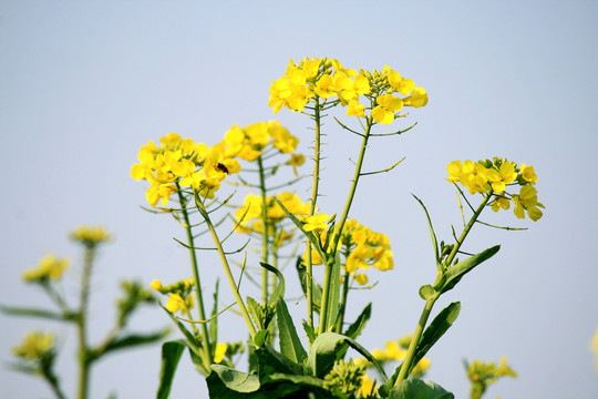 油菜开花