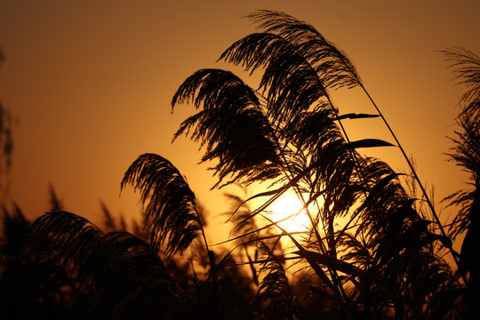 夕阳芦苇