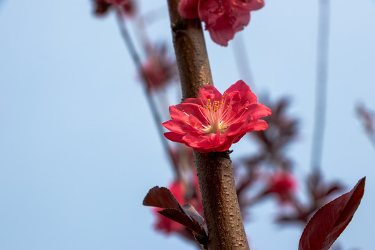 桃花桃树