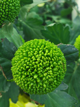 菊花