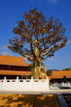 福源寺菩提树