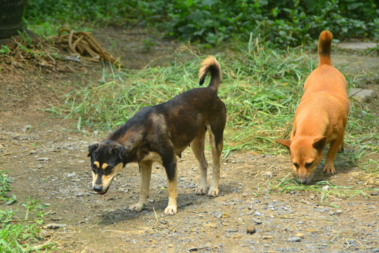 越南南越地区乡村农家的看家狗
