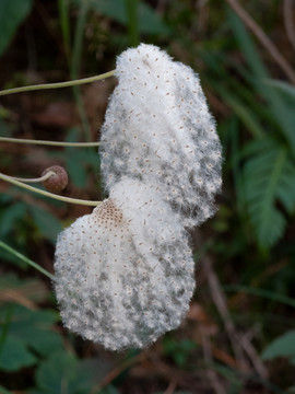 野棉花的白色绵毛