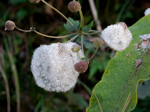 野棉花的白色绵毛