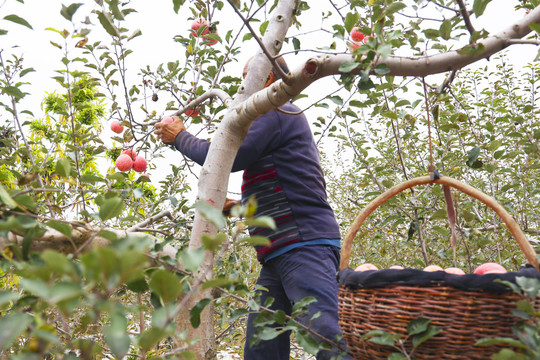 在树上摘苹果
