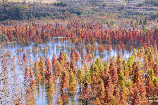 昆明甸尾湿地水杉林自然景观