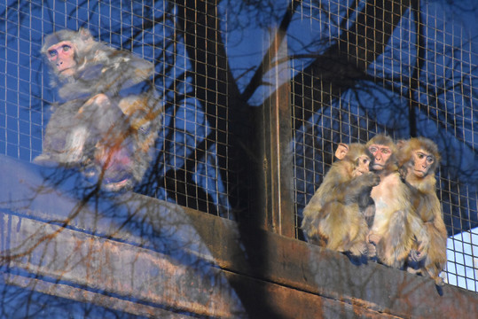 北京动物园猴子抱团取暖御寒
