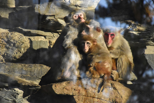 北京动物园猴子抱团取暖御寒