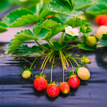 扶贫草莓园新鲜草莓种植基地