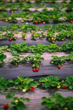 扶贫草莓园新鲜草莓种植基地