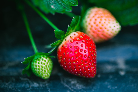 扶贫草莓园助农增收