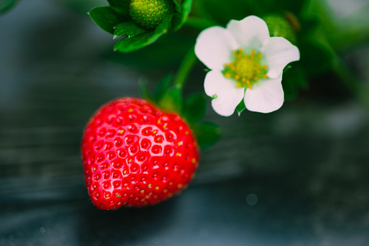 新鲜草莓种植基地