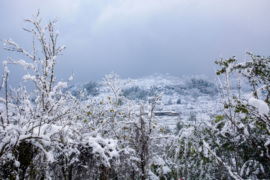 重庆迎来大降雪