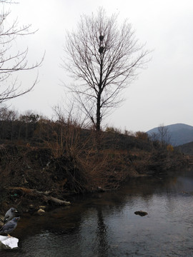 河岸八哥