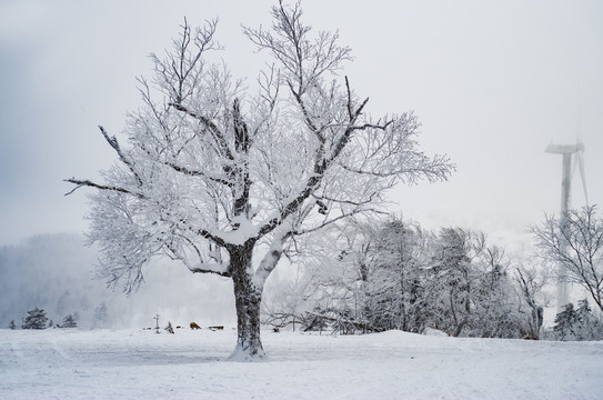 冬季东北雪景雾凇树挂