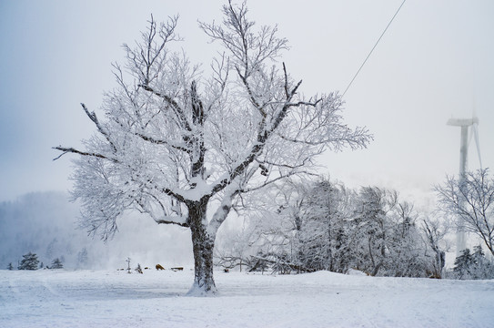 冬季东北雪景雾凇树挂