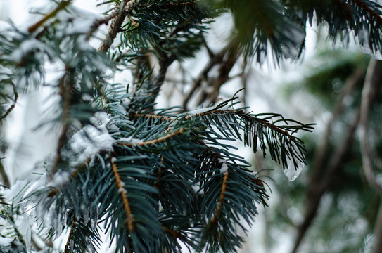 冬季雪中的松树