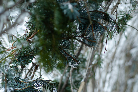 冬季雪中的松树