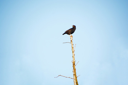 伫立在树干顶端的鸟