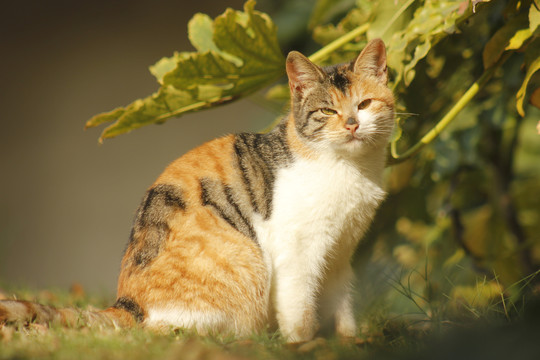 小区里晒太阳的猫