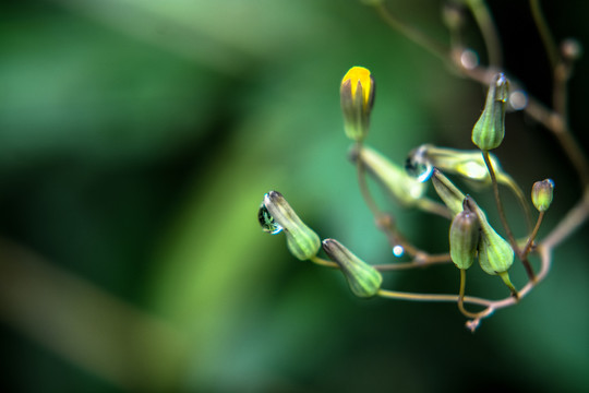 野菊花