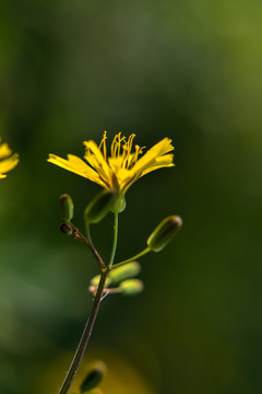 野菊花